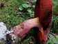 Céklatinóru (Neoboletus xanthopus), Zemplén